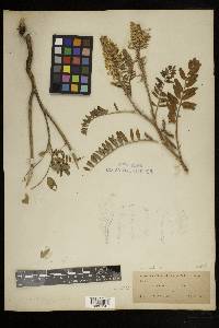 Astragalus canadensis var. canadensis image