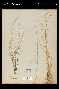 Muhlenbergia tenuifolia image