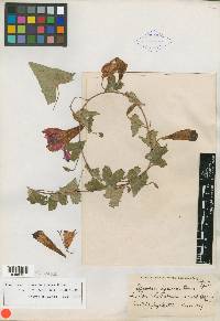 Ipomoea ignava image