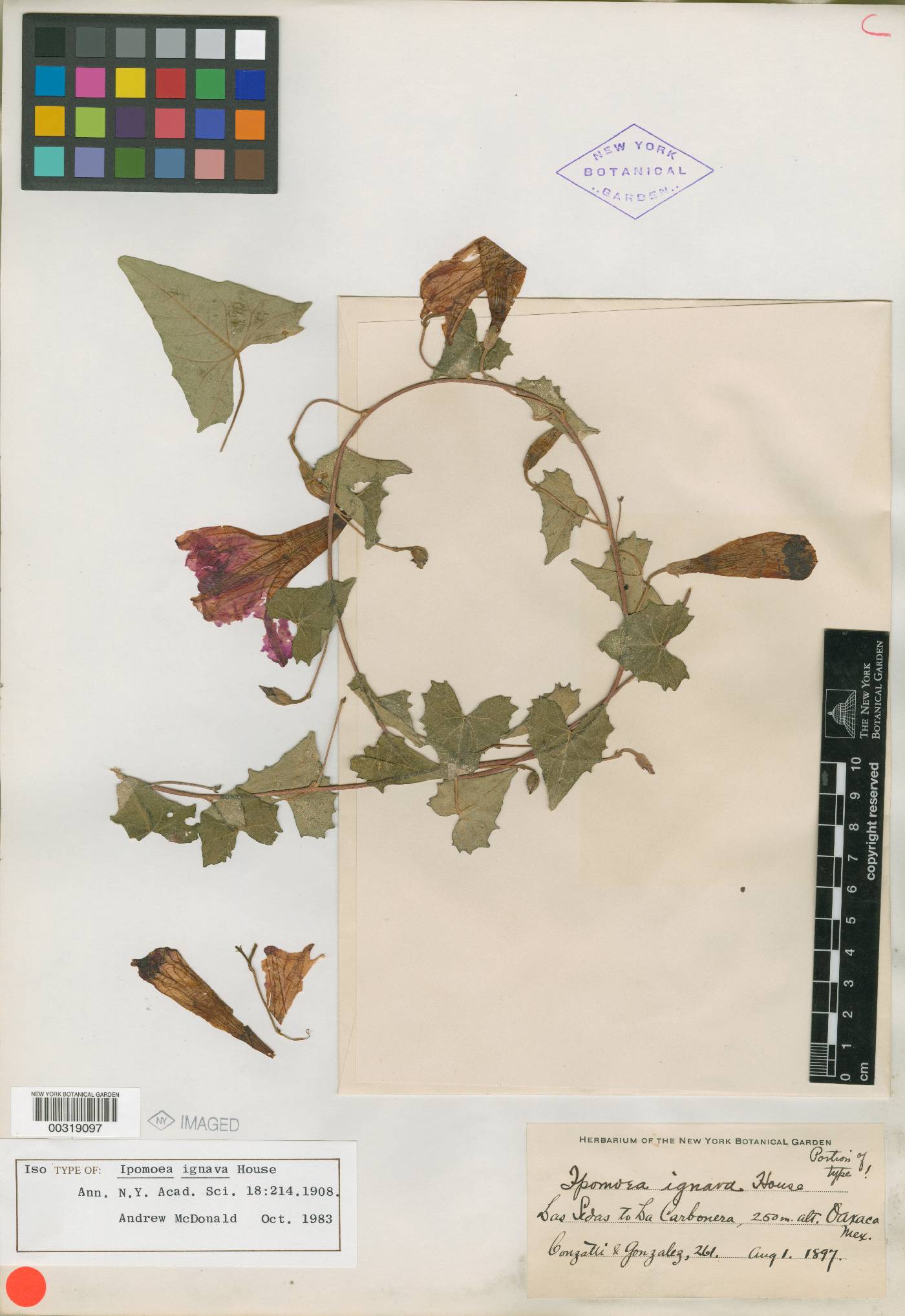 Ipomoea ignava image