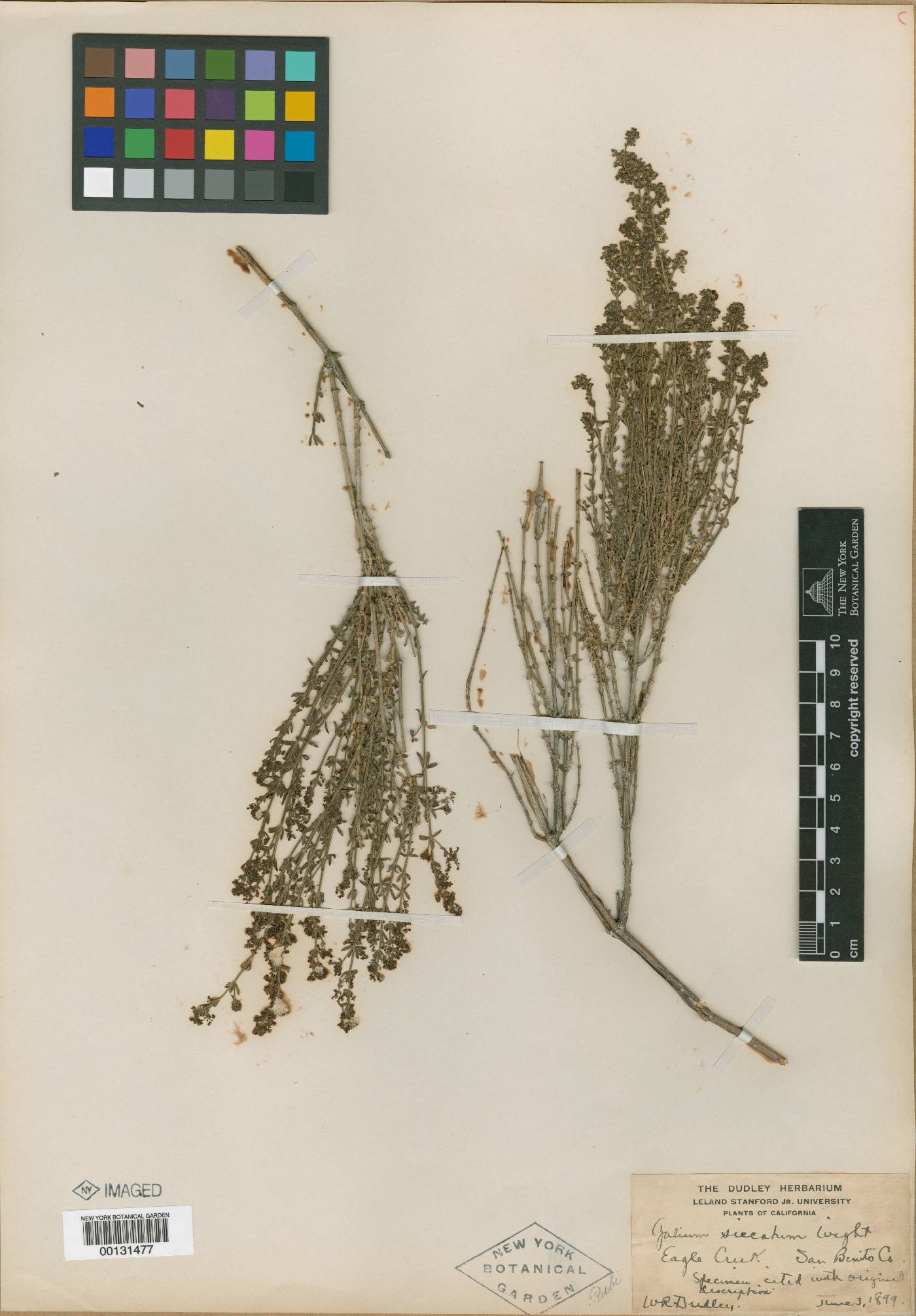 Galium siccatum image