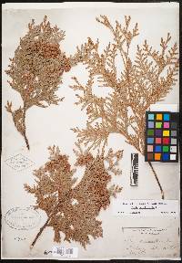 Thuja occidentalis image