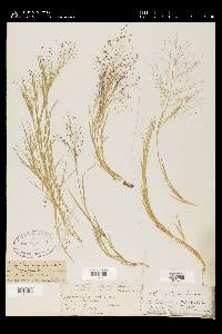 Muhlenbergia asperifolia image