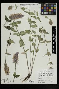 Agastache urticifolia image