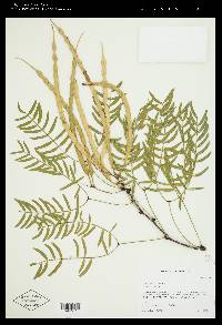 Prosopis glandulosa image