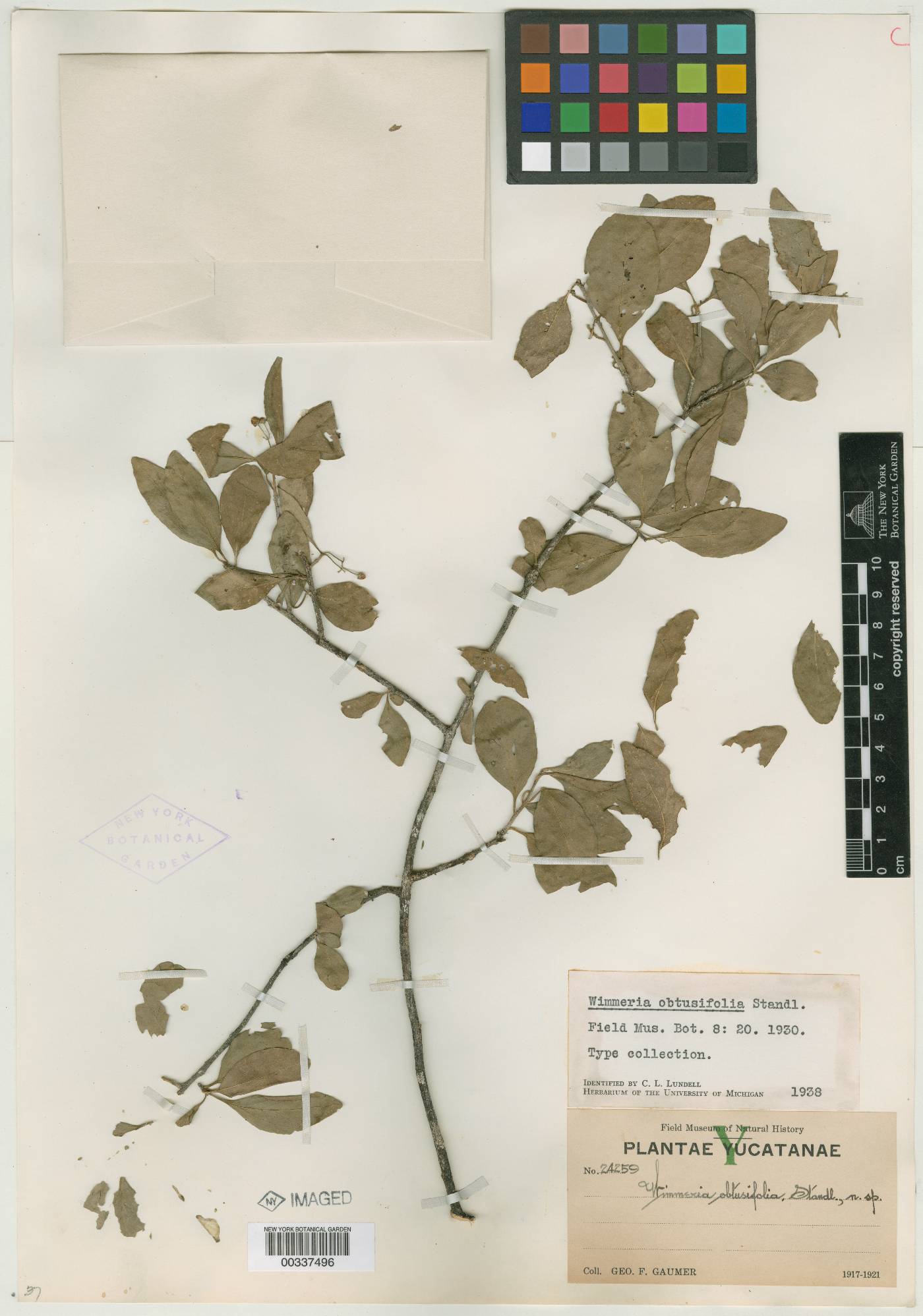 Wimmeria obtusifolia image