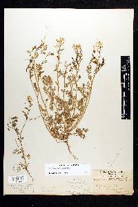 Corydalis aurea image