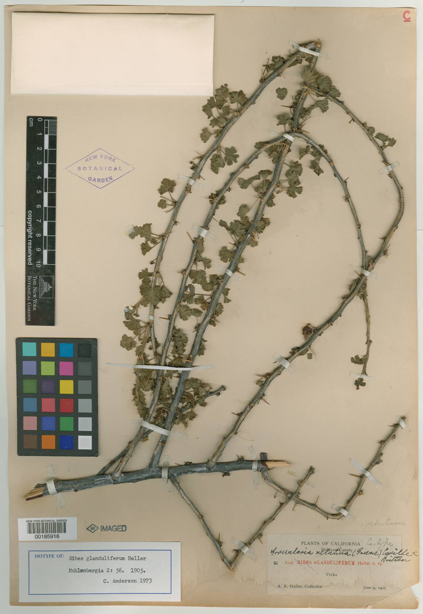 Ribes glanduliferum image