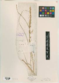 Calamagrostis stricta image