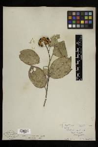 Celastrus scandens image