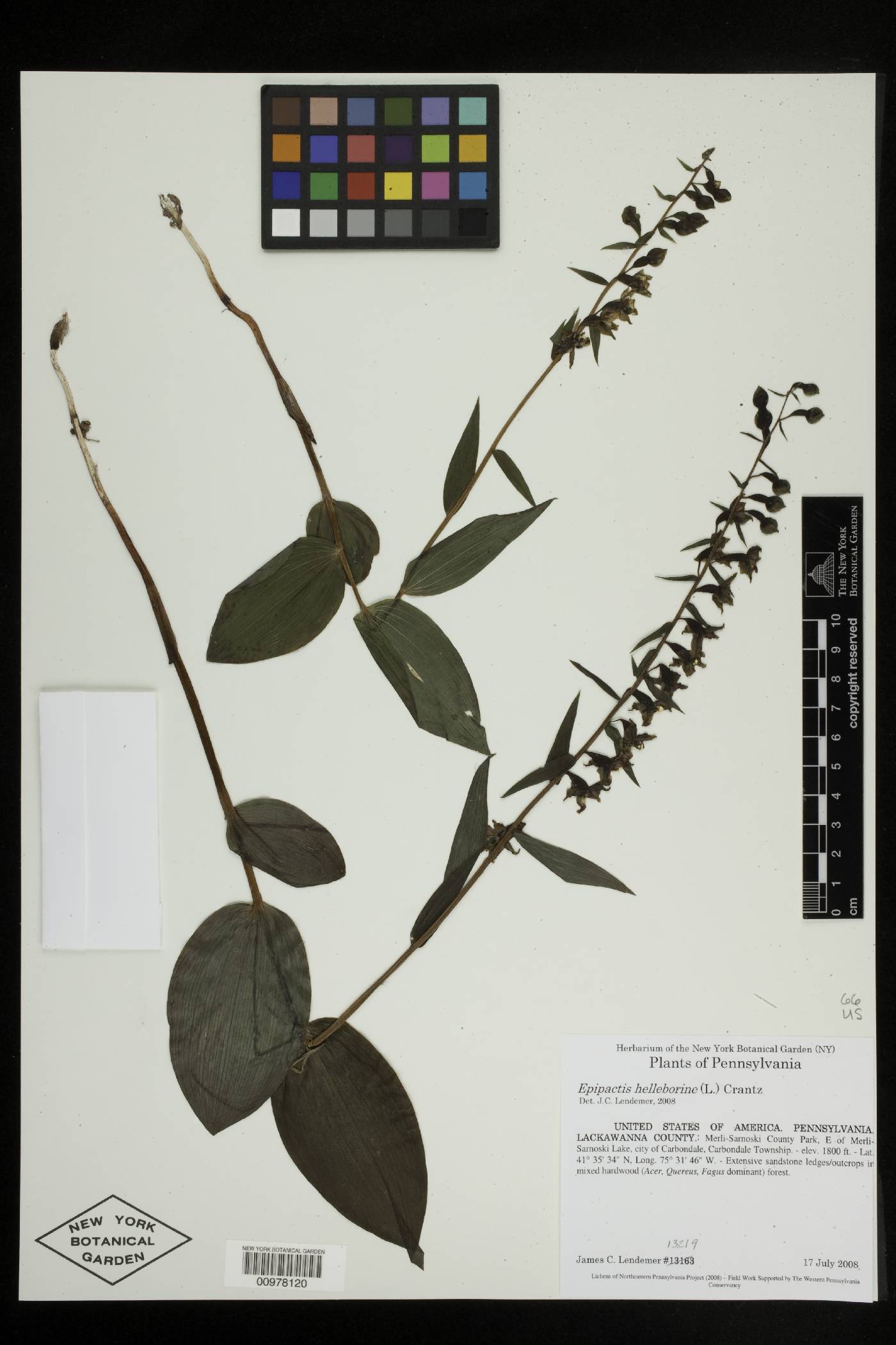 Smilax schomburgkiana image