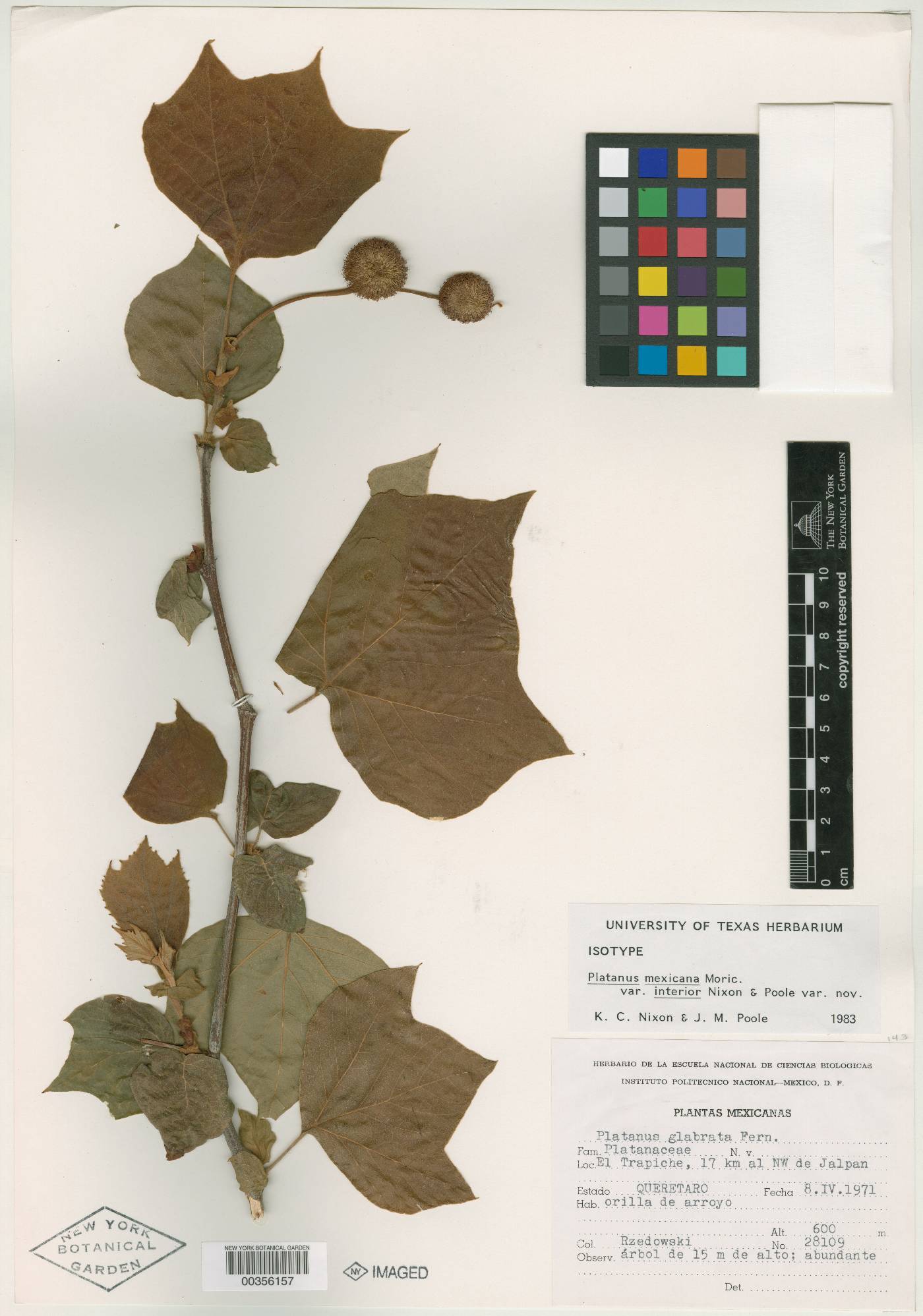 Platanus mexicana var. interior image