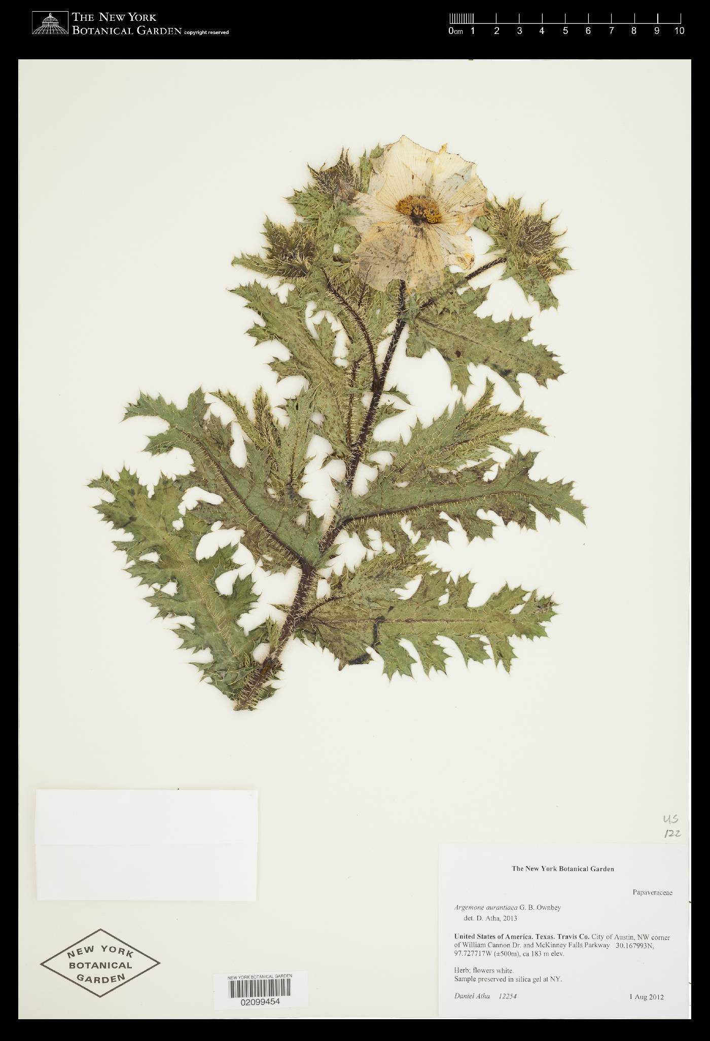 Argemone aurantiaca image