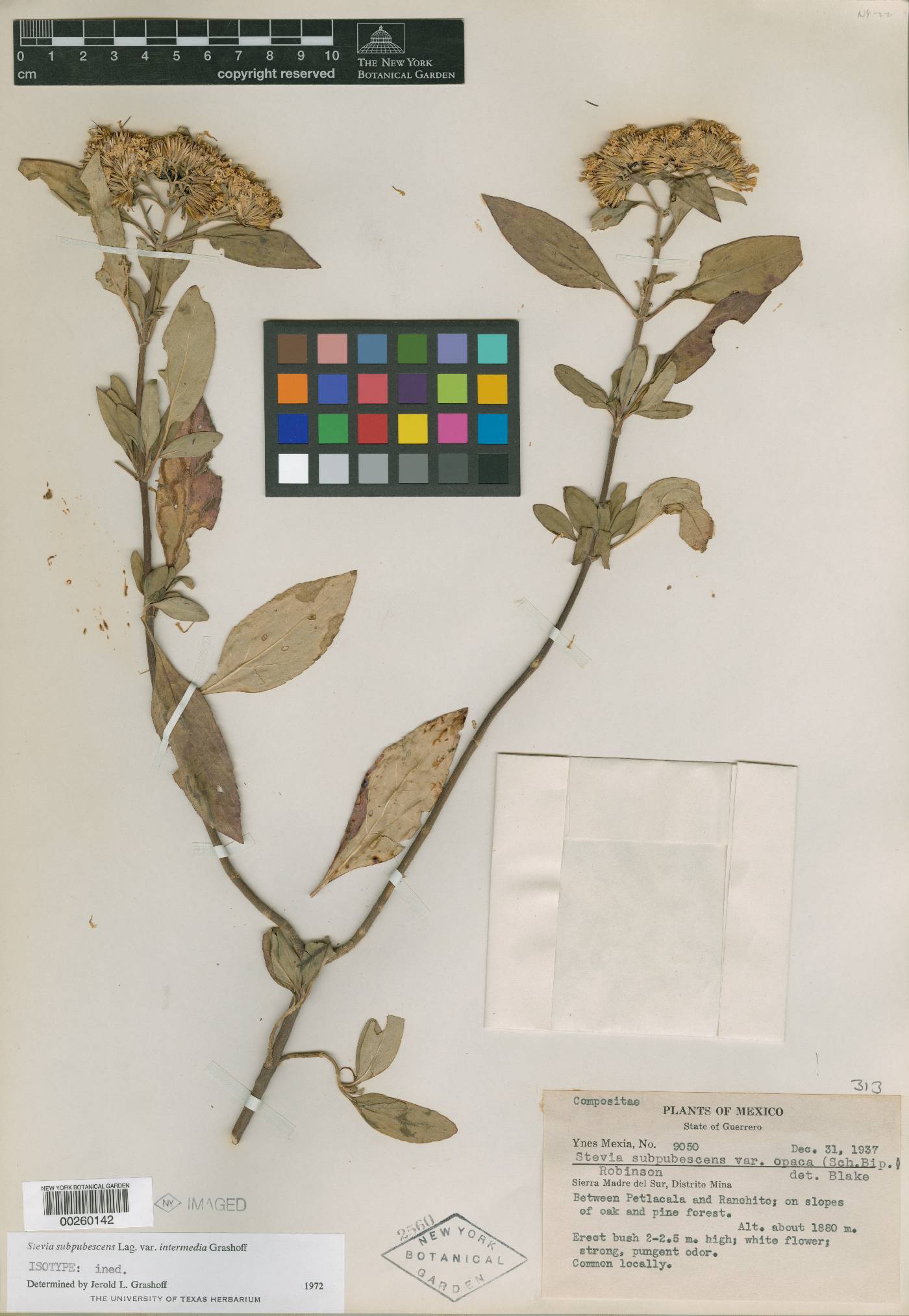 Stevia subpubescens var. intermedia image