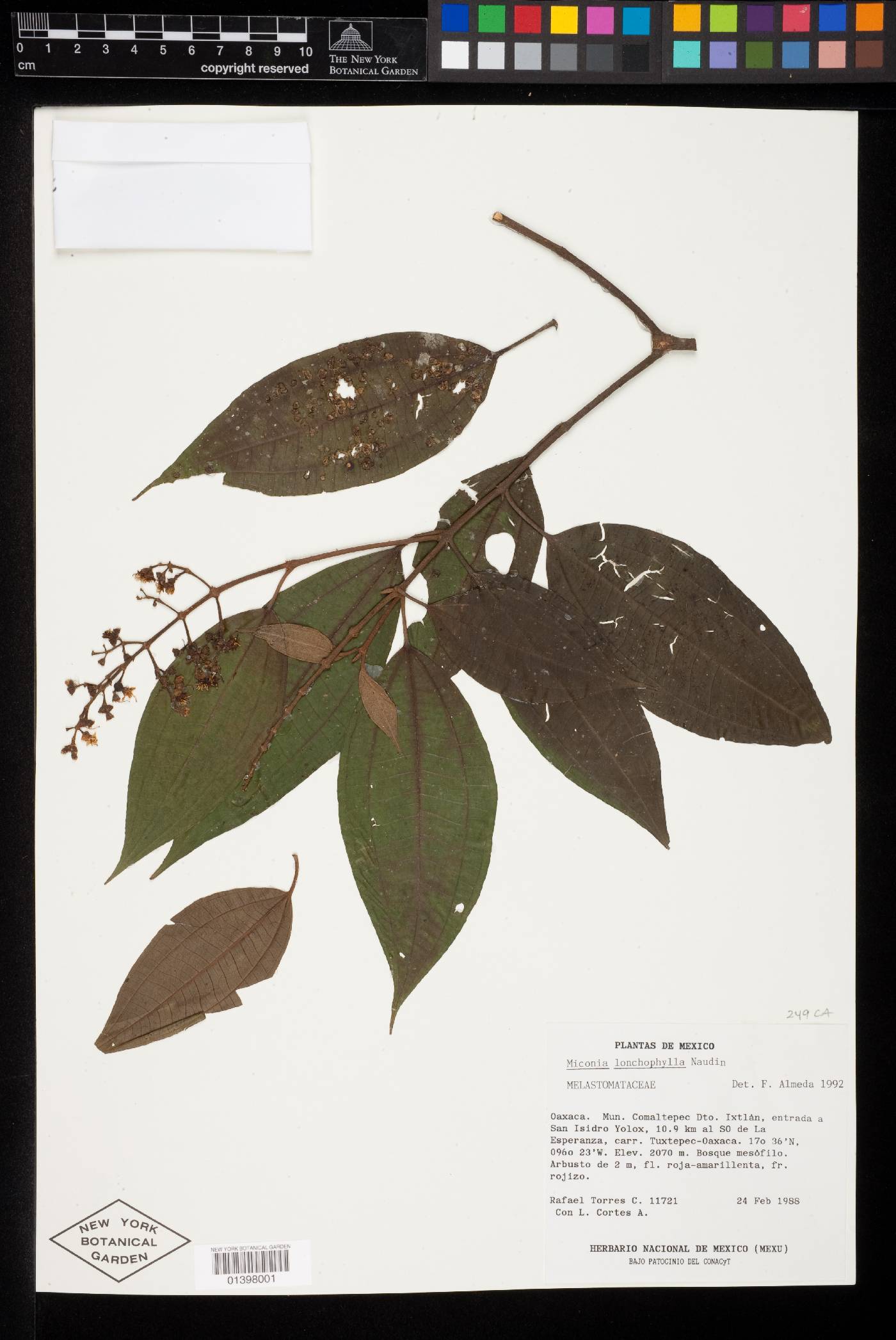 Miconia lonchophylla image