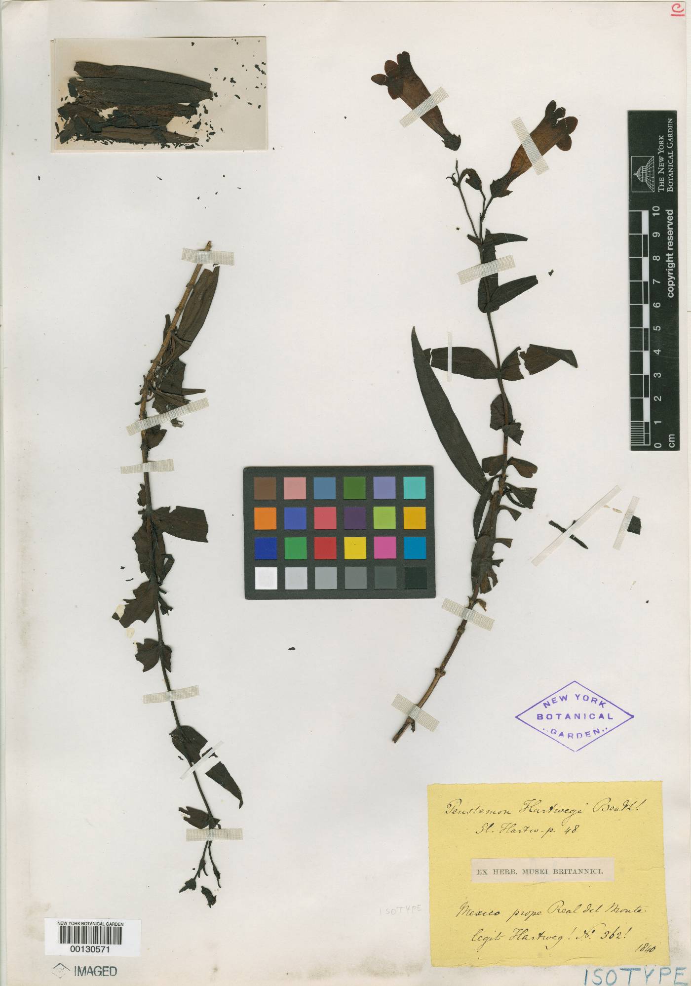 Penstemon hartwegii image