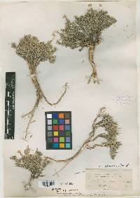 Phlox hoodii image