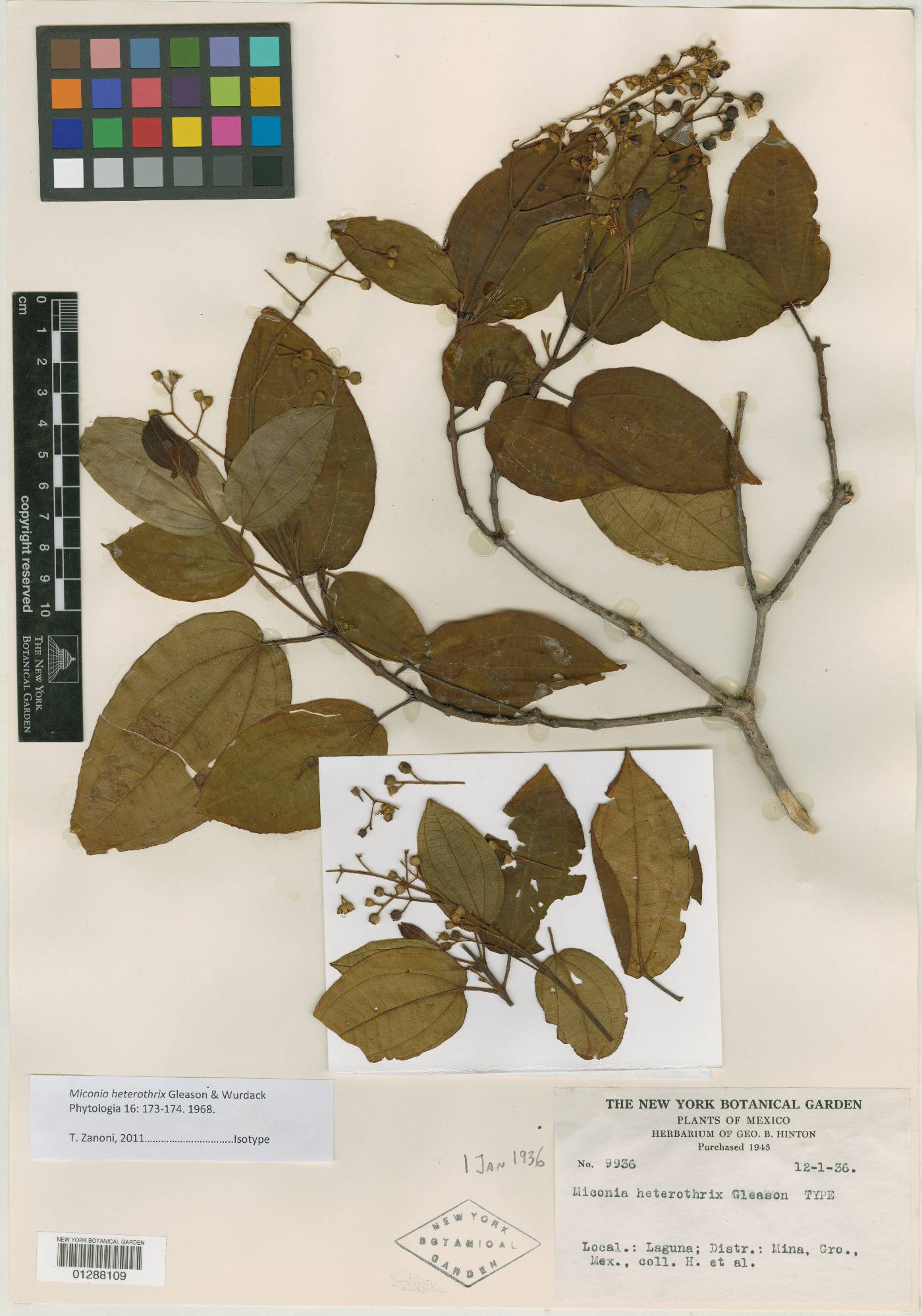 Miconia heterothrix image