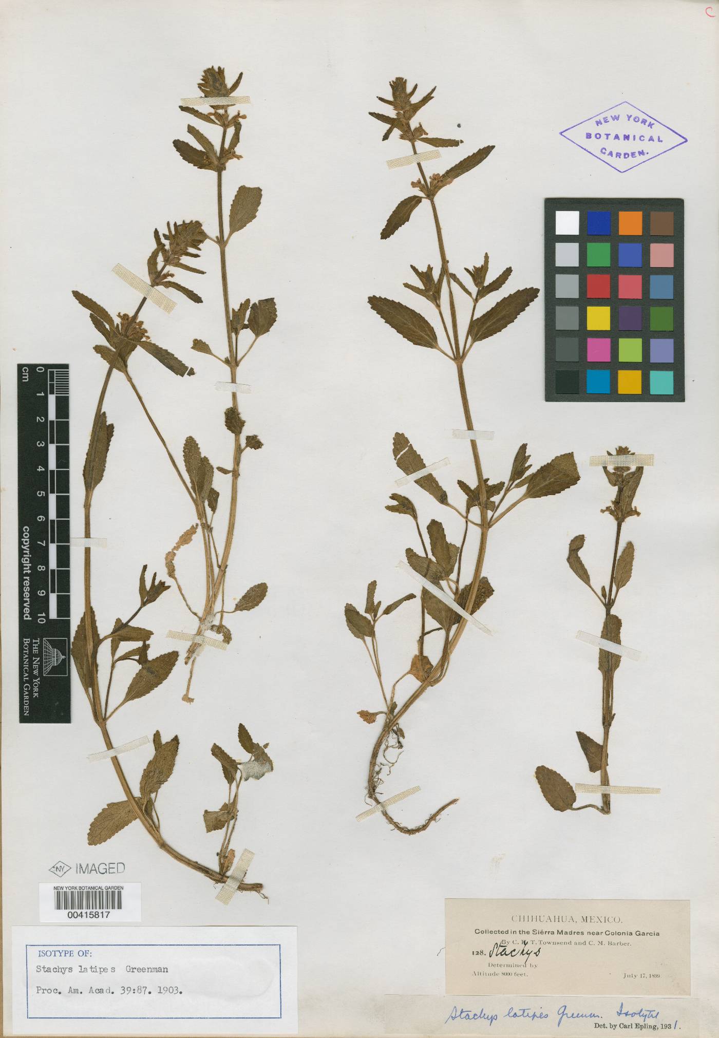 Stachys biflora image