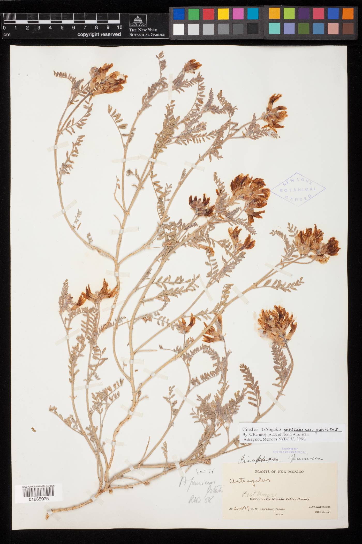 Astragalus puniceus image