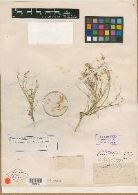 Astragalus mulfordiae image