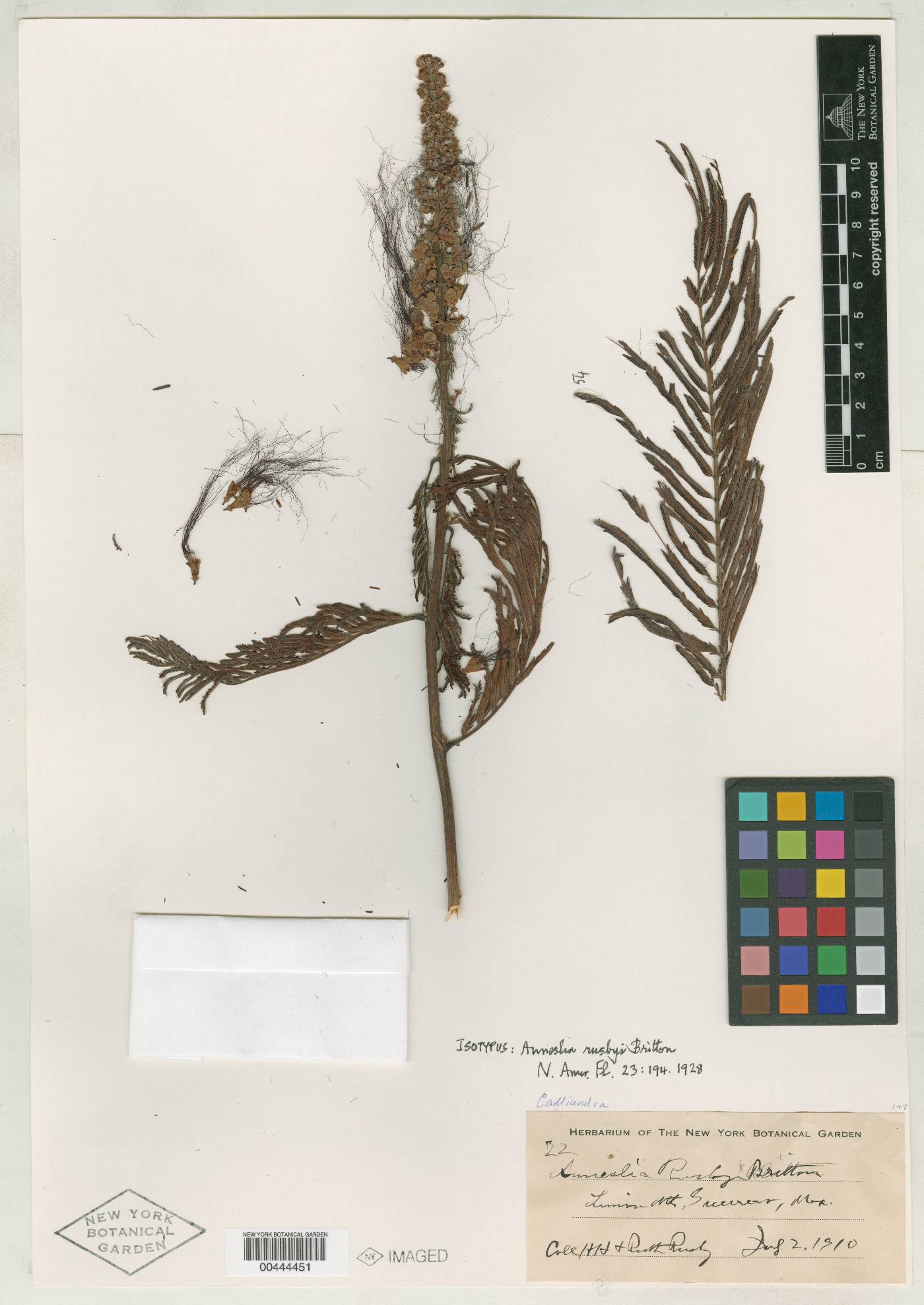 Calliandra houstoniana var. anomala image