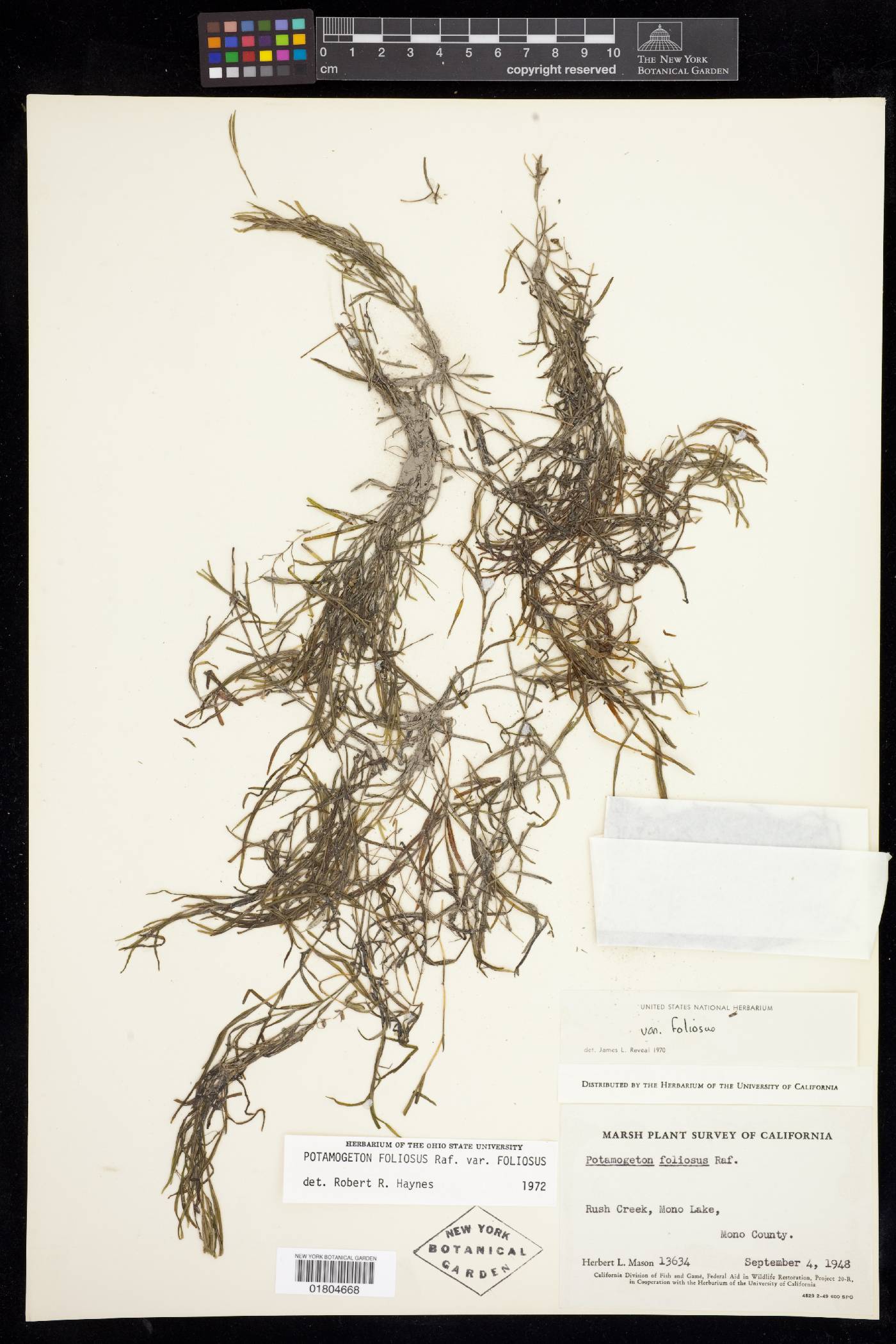 Potamogeton foliosus var. foliosus image