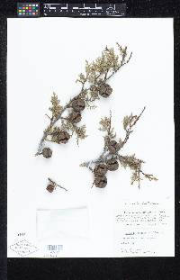 Cupressus sargentii var. duttonii image