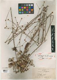 Eriogonum latifolium var. alternans image