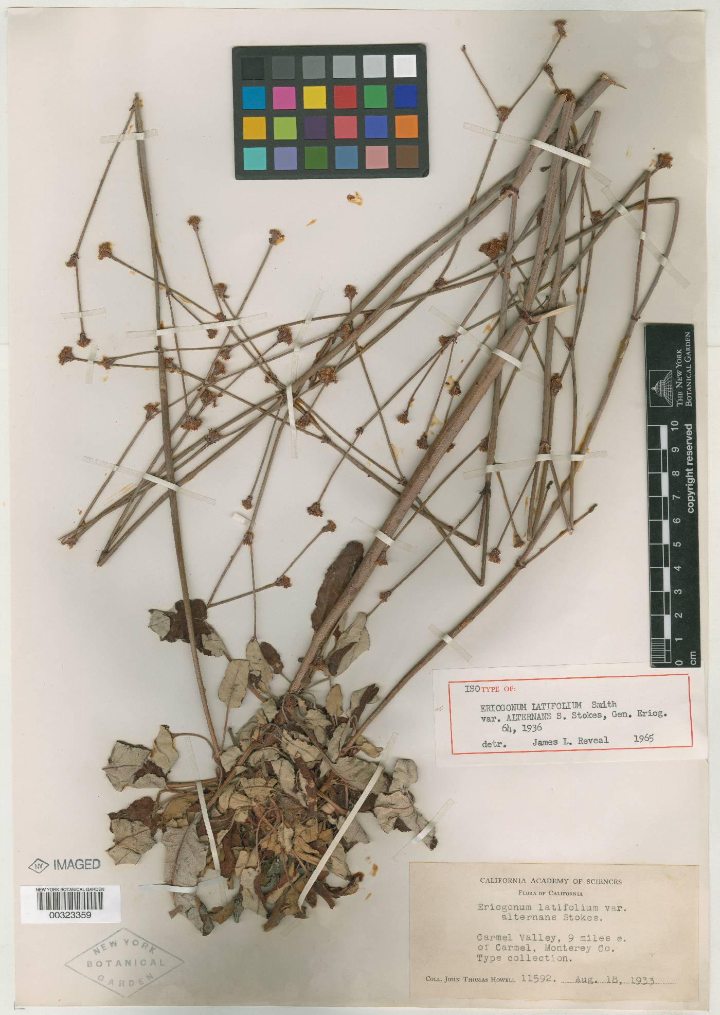 Eriogonum latifolium var. alternans image