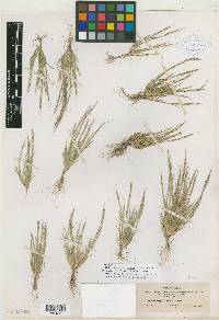 Muhlenbergia brevis image