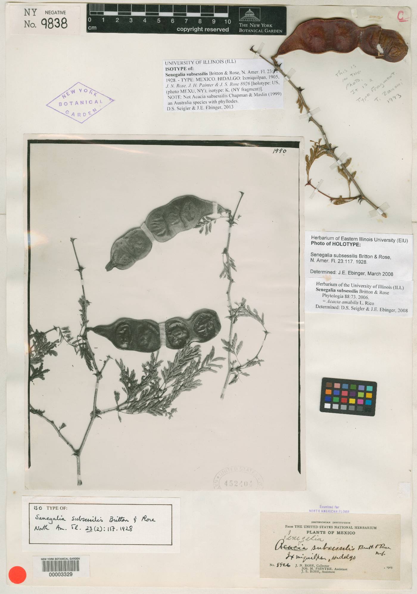 Acacia amabilis image