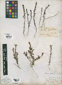 Sophronanthe hispida image