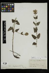 Agastache urticifolia image