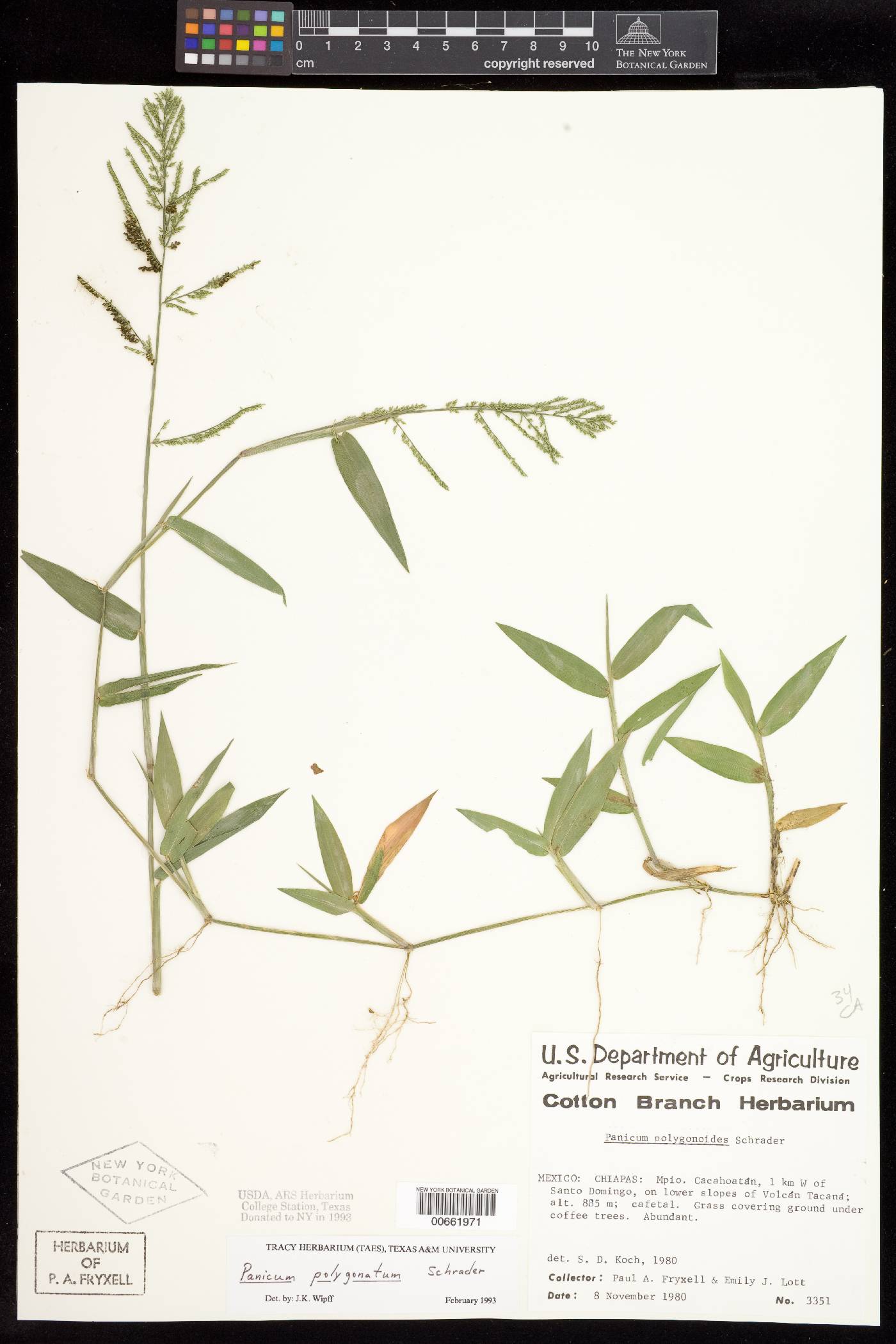 Panicum polygonatum image