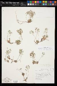 Draba pedicellata image