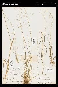 Poa autumnalis image