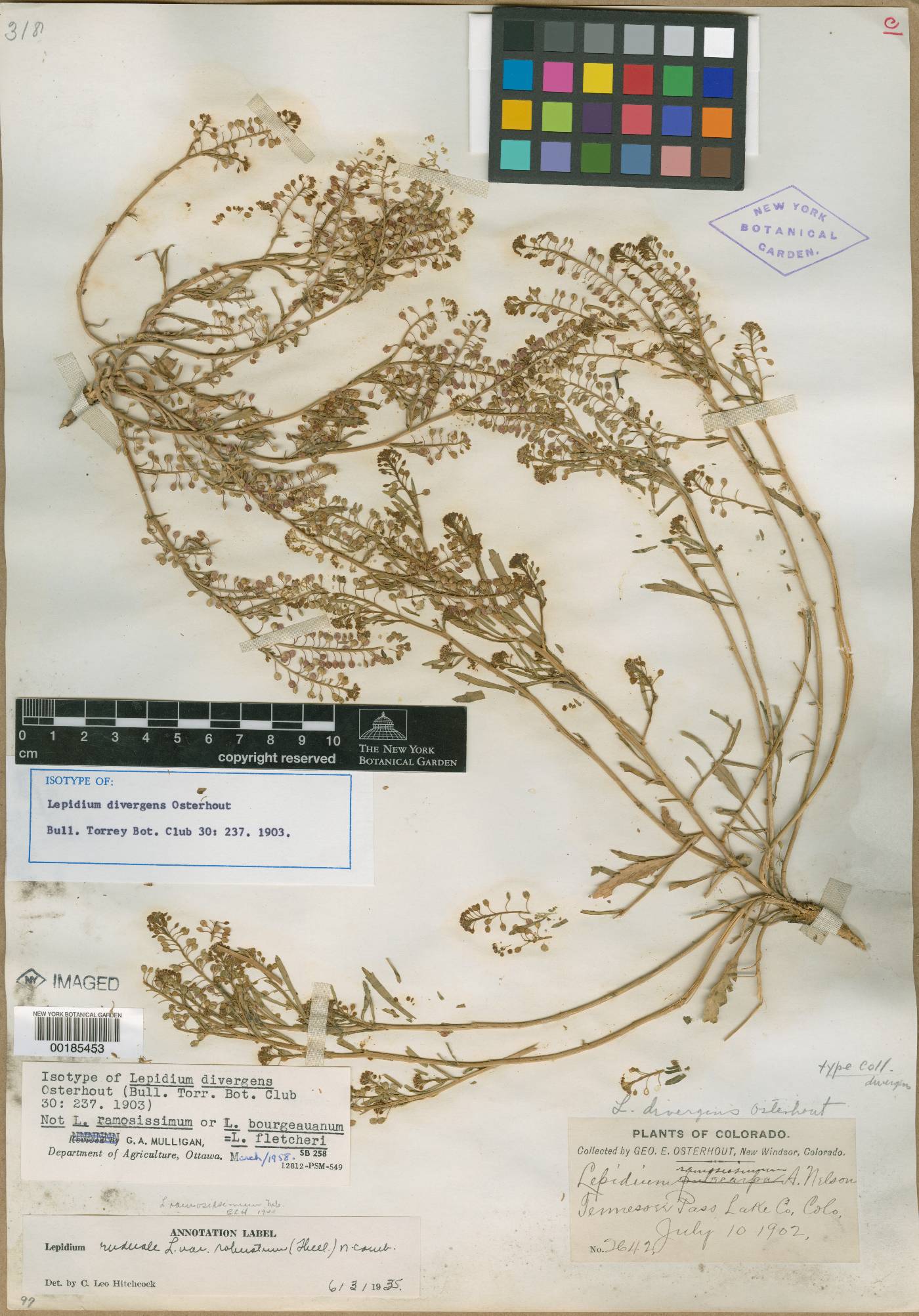 Lepidium divergens image
