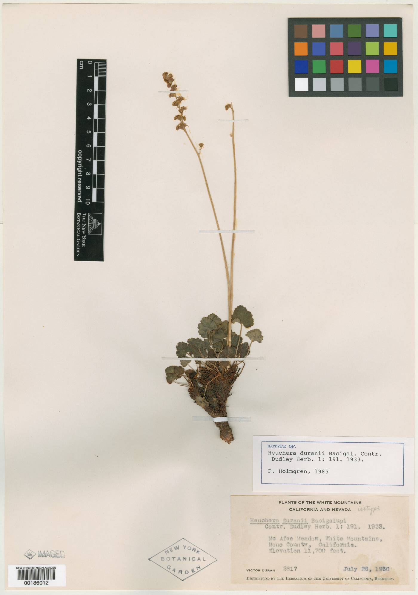 Heuchera duranii image