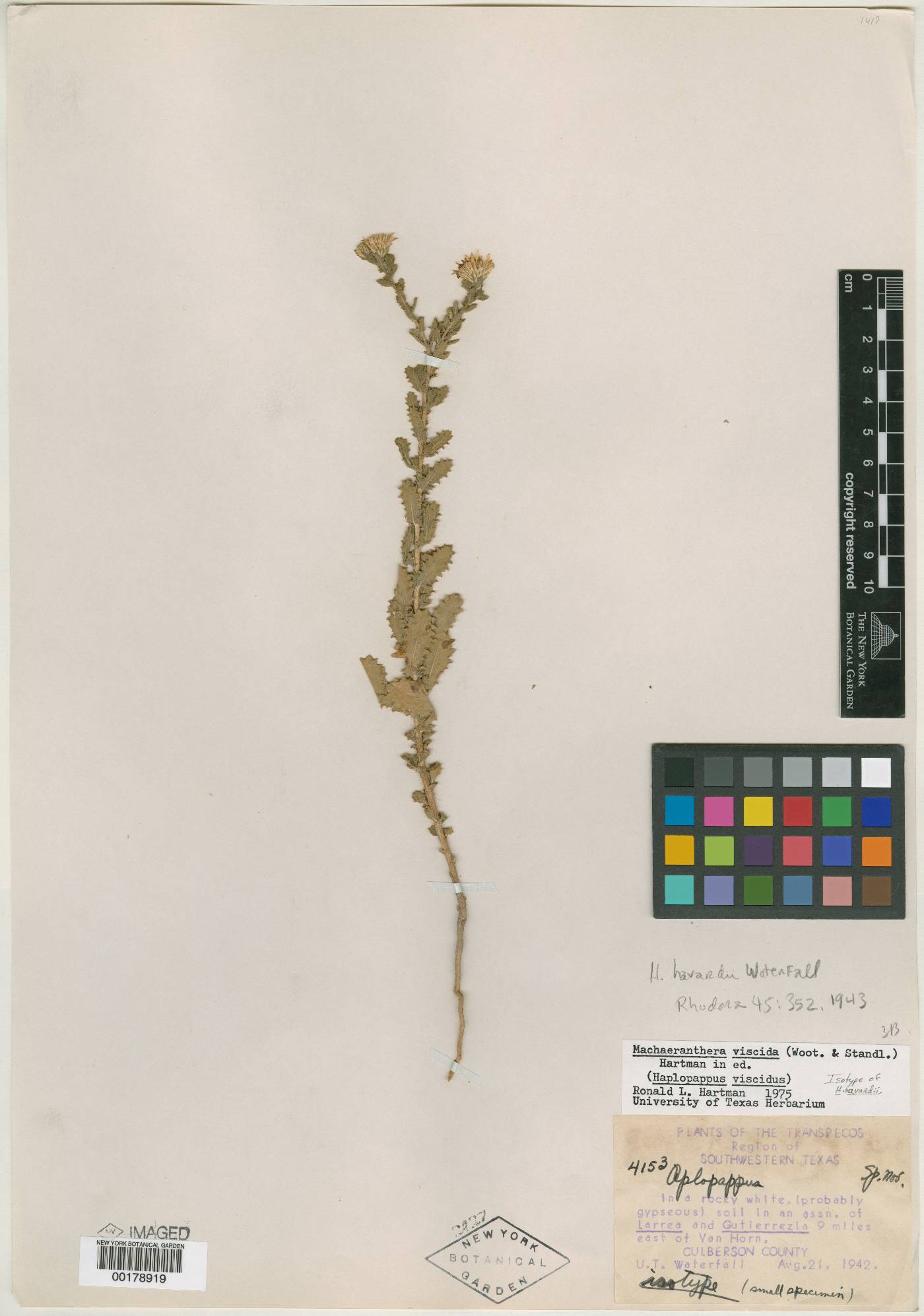 Machaeranthera viscida image