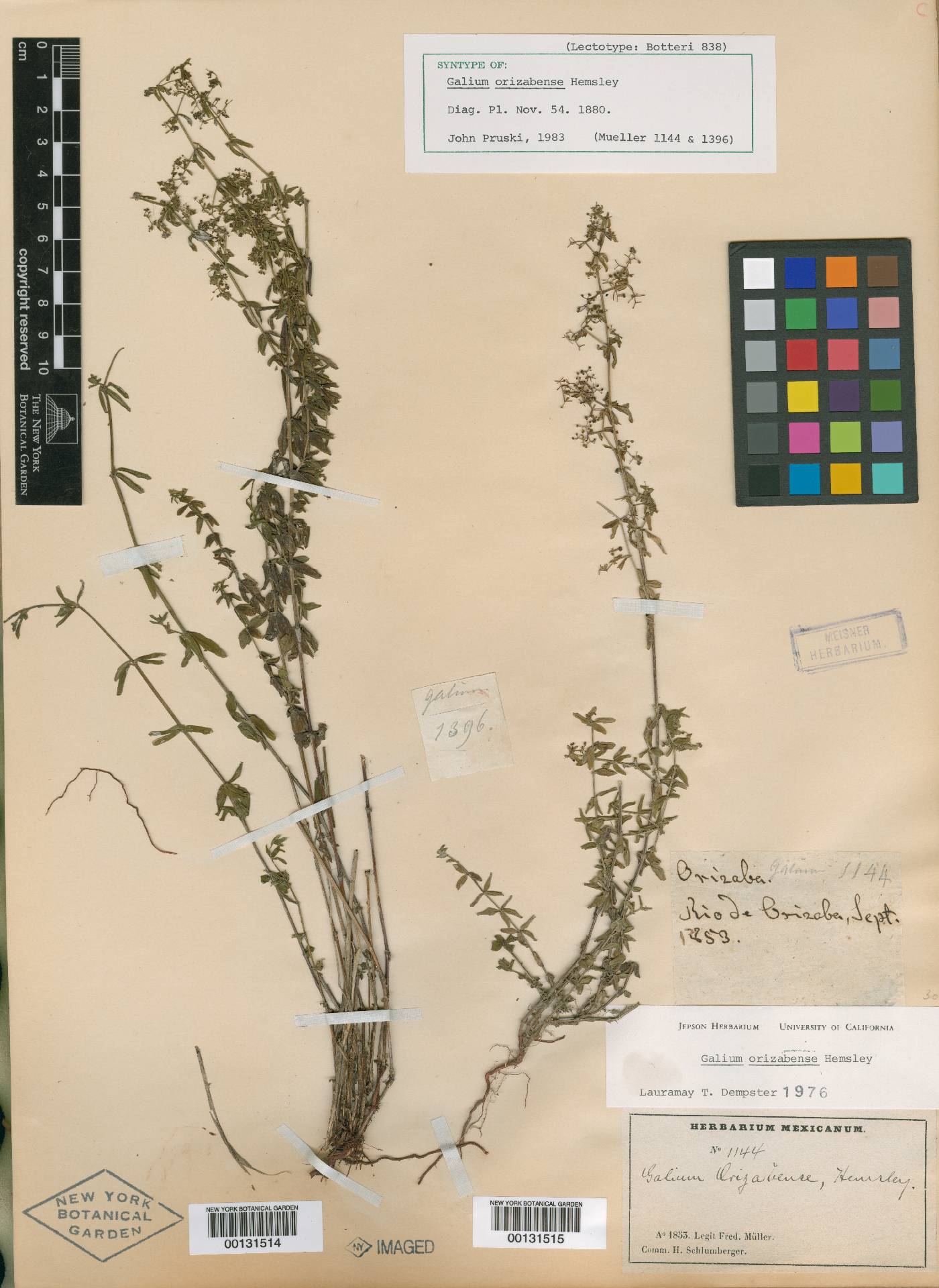 Galium orizabense image