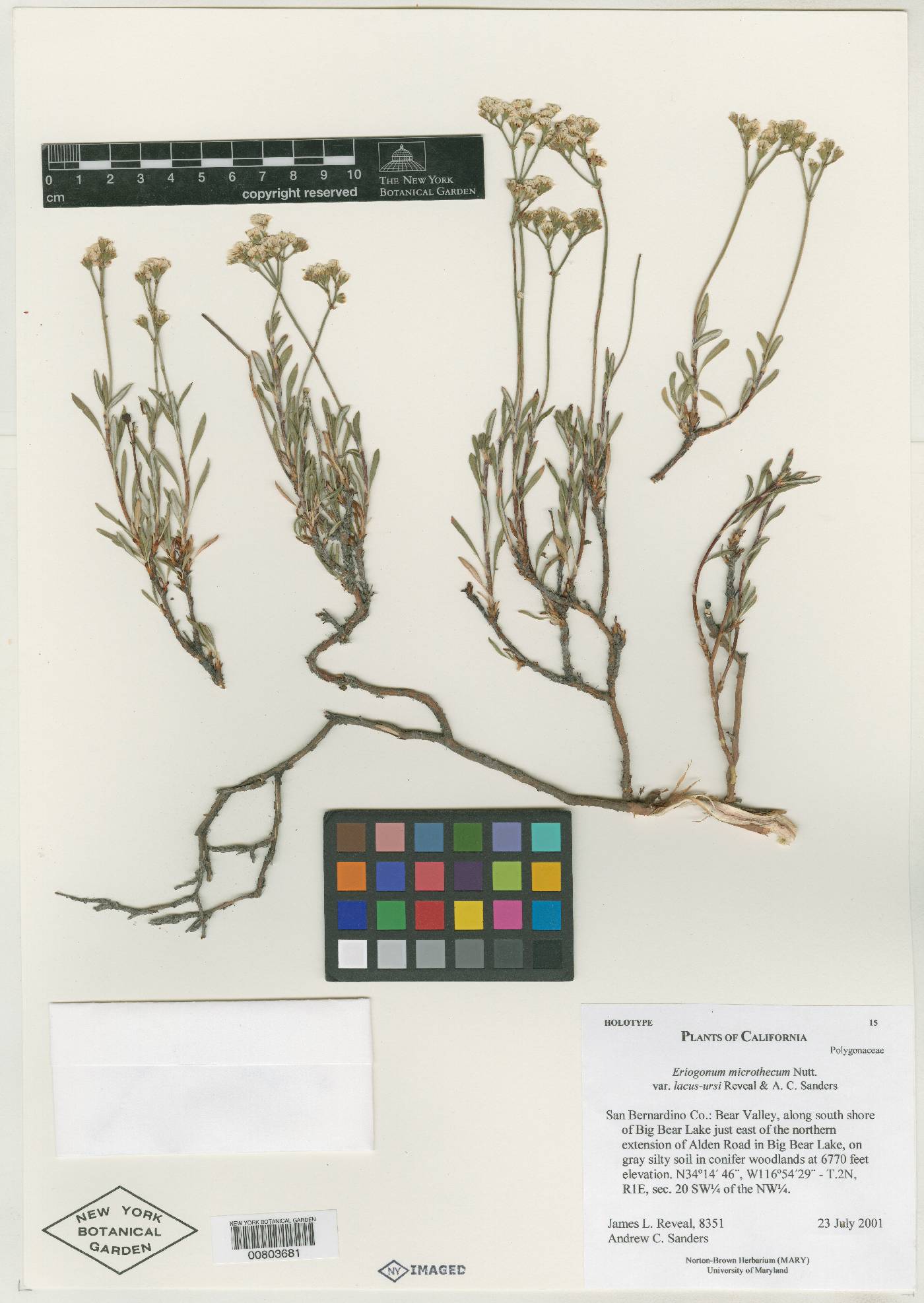 Eriogonum microtheca var. lacus-ursi image