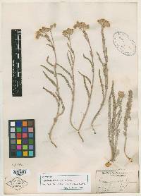 Horkelia sericoleuca image