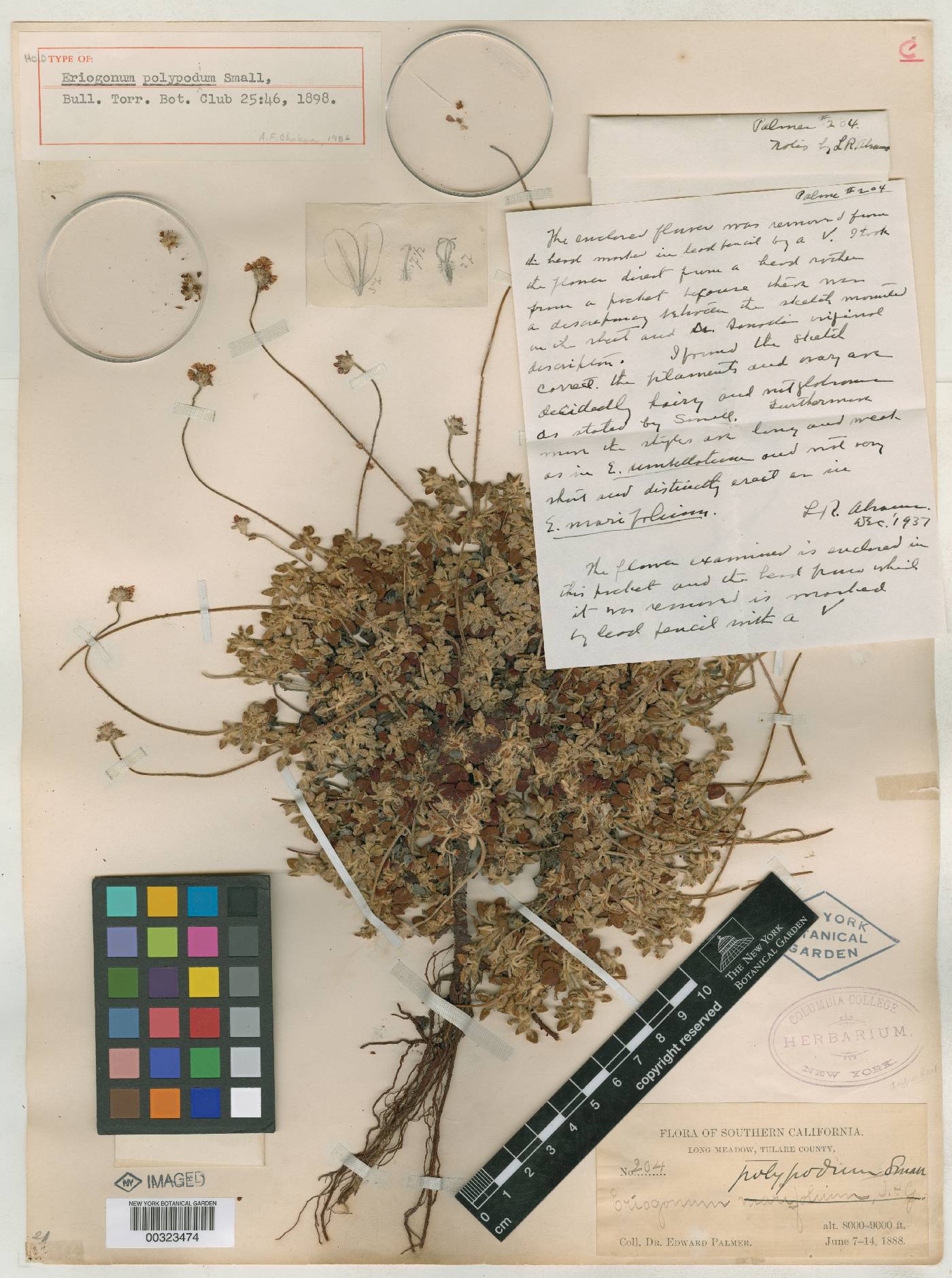 Eriogonum polypodum image