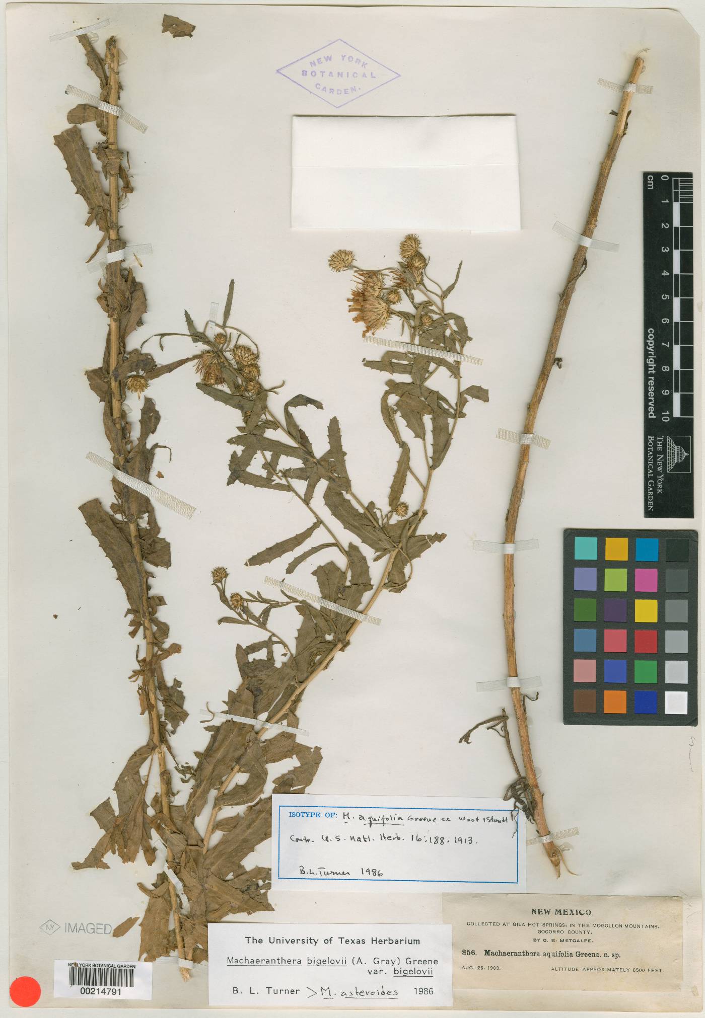 Dieteria bigelovii var. bigelovii image