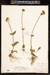 Valeriana acutiloba var. pubicarpa image