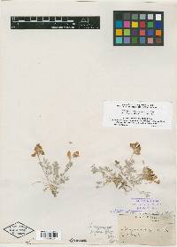 Astragalus scaposus image