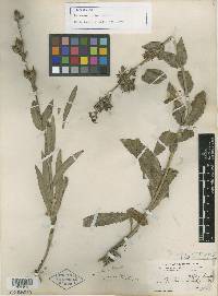 Penstemon helleri image