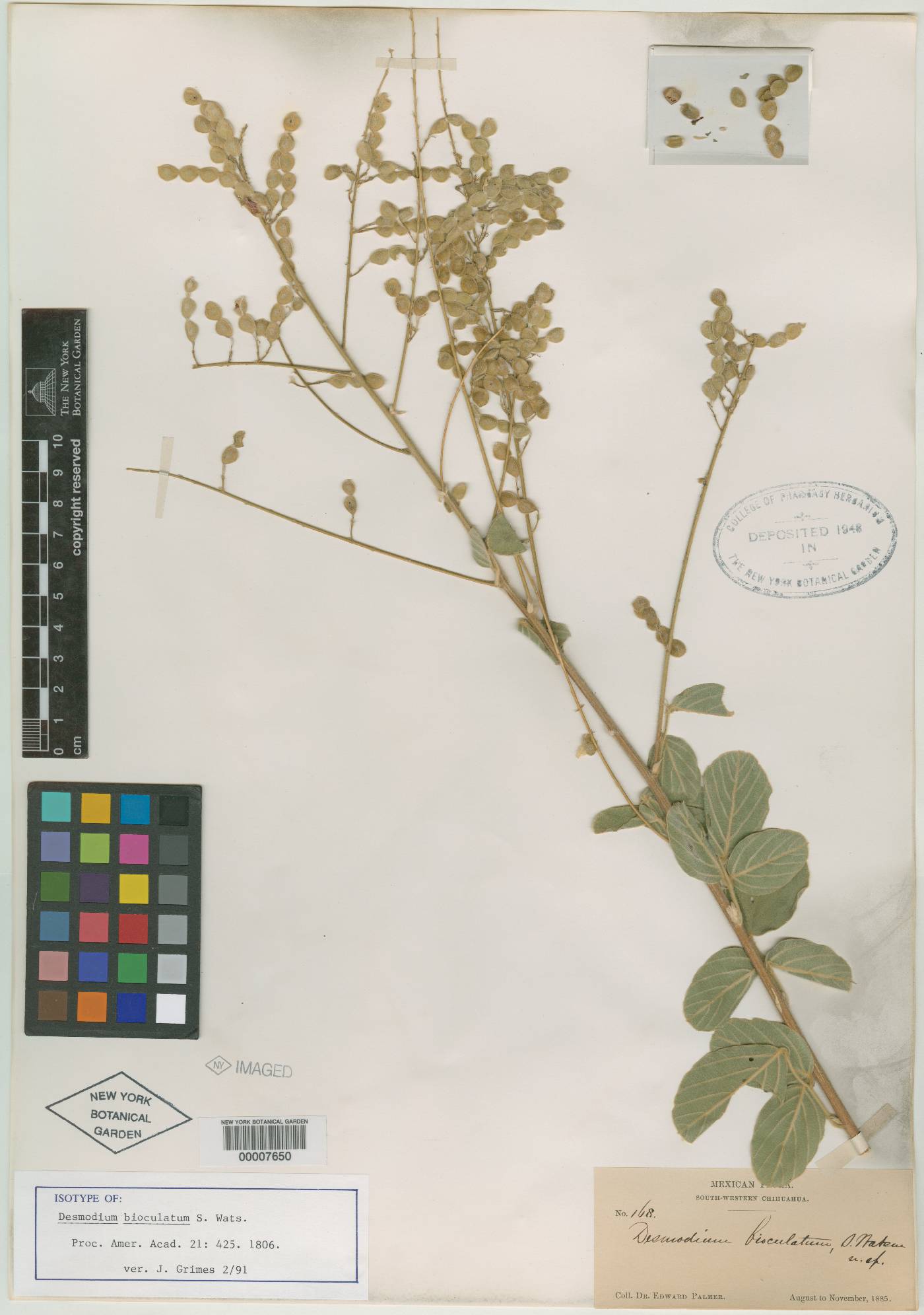 Desmodium bioculatum image