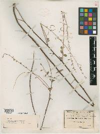 Meibomia canbyi image